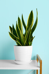 Green houseplant on shelf near blue wall, closeup