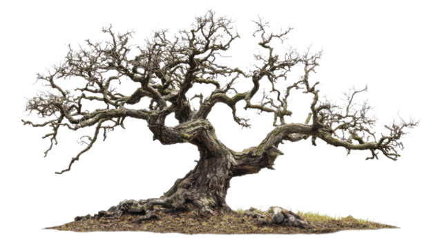 Gnarled leafless tree standing on transparent background