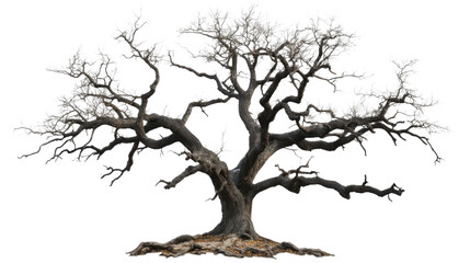 Fototapeta premium Majestic bare tree standing tall on transparent background