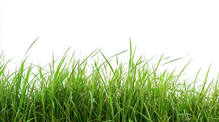 Fototapeta premium Green grass field isolated on white background.Copy space.
