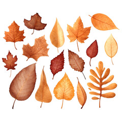 Golden autumn leaves gently falling during the seasonal transition isolated on a clean PNG background, showcasing the warm hues of fall foliage, ideal for seasonal designs, autumn-themed projects, and