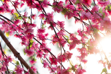 Sakura flowers blooming blossom in Chiang Mai, Thailand, nature background