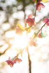 Naklejka premium Sakura flowers blooming blossom in Chiang Mai, Thailand, nature background