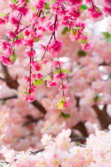 Sakura flowers blooming blossom in Chiang Mai, Thailand, nature background