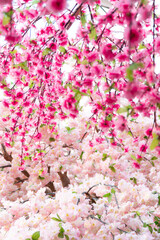 Sakura flowers blooming blossom in Chiang Mai, Thailand, nature background