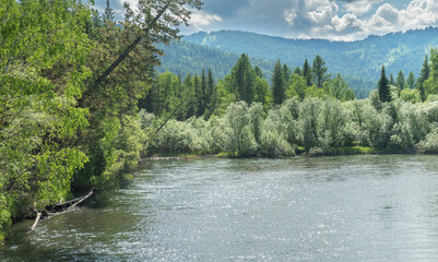Wild taiga river, summer landscape, fog and clouds