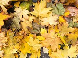 Background of yellow and green fallen maple leaves