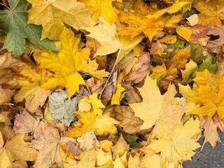 Background of yellow and green fallen maple leaves