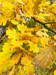 Background of yellow and green oak leaves on the tree