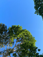 Arboles y cielo azul