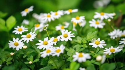 Daisies blooming in lush green garden. Spring nature background for cards
