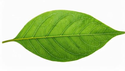 Obraz premium green leaf isolated. Green leaf isolated on white background.