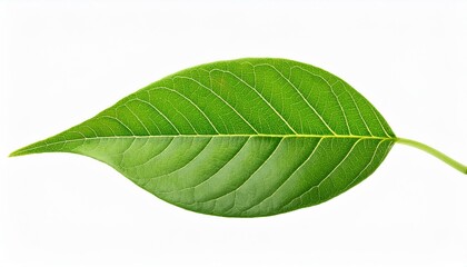 Obraz premium green leaf isolated. Green leaf isolated on white background.