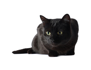 Cute black cat on white background. Adorable pet
