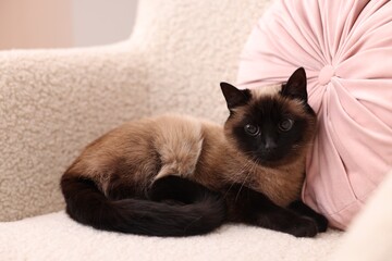 Adorable Thai cat resting on soft armchair