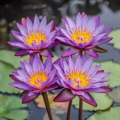 Obraz premium Stunning Close up of Four Purple Water Lilies Blooming in a Pond
