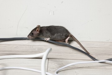 Rat near electric wires on floor indoors. Pest control