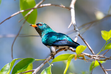 Asian Emerald Cuckoo