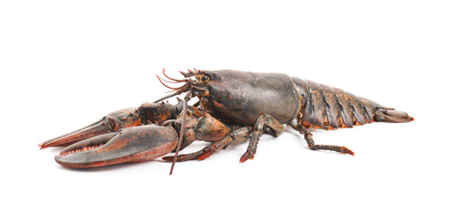 One whole raw lobster isolated on white