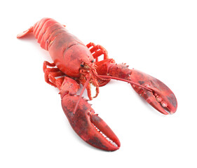 One tasty boiled lobster isolated on white