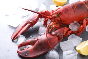 Delicious boiled lobster with ice cubes and lemon pieces on grey table, closeup