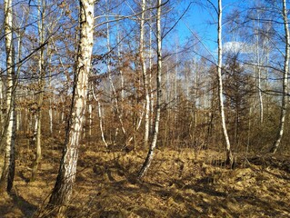 Young birch forest in spring. Natural beautiful scenery in the European forest.
