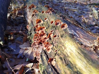 Many brown old mushrooms on a rotten tree grow in small dense groups. Poisonous brown mushrooms are parasitic on the surface of the tree.