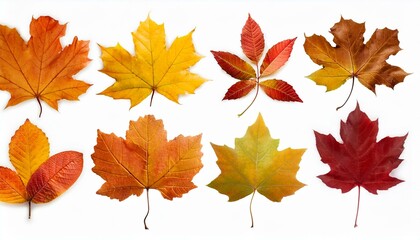 Obraz premium Autumn maple leaves. Collection of autumn leaves isolated on white background.