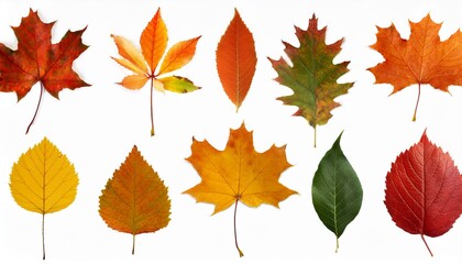 Fototapeta premium Autumn maple leaves. Collection of autumn leaves isolated on white background.