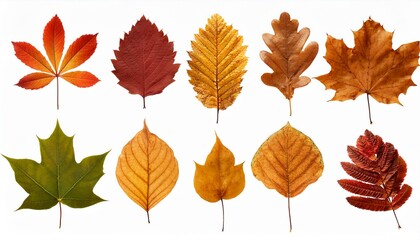 Obraz premium Autumn maple leaves. Collection of autumn leaves isolated on white background.