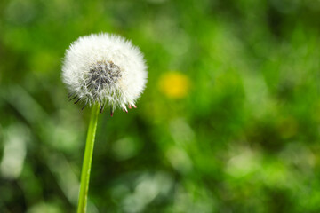 Dandelion flower in green grass outdoors, closeup