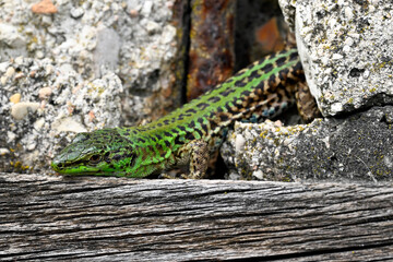 Italian wall lizard - male // Ruineneidechse - Männchen (Podarcis siculus campestris) - Port of Ancona, Italy