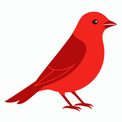 illustration of a bird
