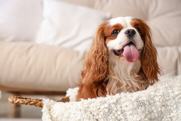 Cute cavalier King Charles spaniel sitting in basket at home
