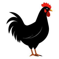 rooster isolated on white background