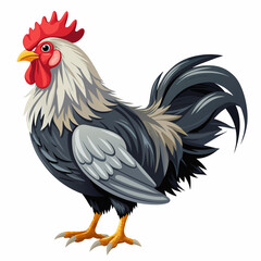 rooster isolated on white background