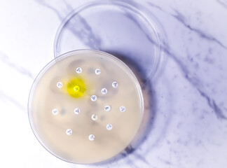 Antimicrobial susceptibility testing in petri dish. Antibiotic resistance test of bacteria.