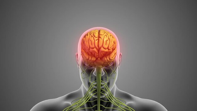 Effects of Guillain Barre Syndrome on Neurology
