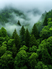 Lush green forest shrouded in misty fog