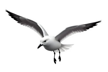 seagull gliding over ocean waves wings spread wide isolated on white background