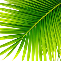 Fototapeta premium Tropical Palm Leaves: Green Nature Texture and Abstract Foliage Close-up