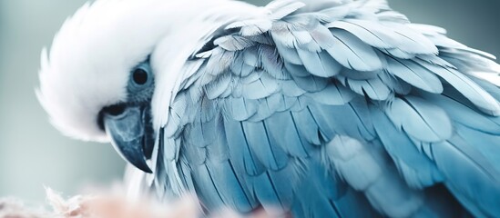 Airy soft fluffy wing bird