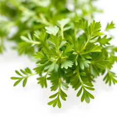Fototapeta premium Fresh & Fragrant: The Essence of Parsley