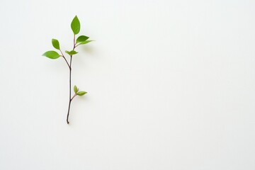 Fototapeta premium Simple Green Plant Branch on White Background