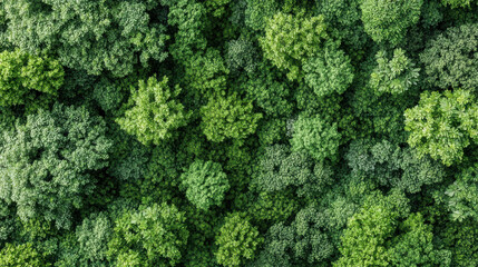 Lush green forest canopy with diverse tree foliage and textures