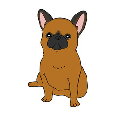 フレンチブルドッグ(フォーン2)