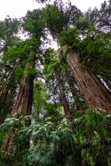 Discover the Majestic Beauty of Henry Cowell Redwoods State Park: Stunning Nature and Tree Landscapes Await You, California USA