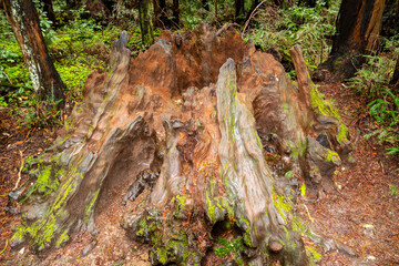 Discover the Majestic Beauty of Henry Cowell Redwoods State Park: Stunning Nature and Giant Tree Landscapes Await You, California USA