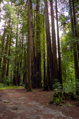 Discover the Majestic Beauty of Henry Cowell Redwoods State Park: Stunning Nature and Tree Landscapes Await You, California USA