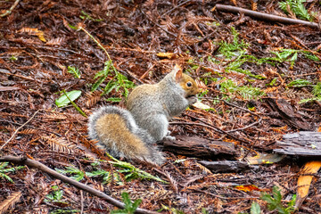 Grey and orange squirrel eating in Henry Cowell Redwoods State Park, California USA